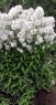 Колокольчик (Кампанула) Молочноцветковый Лактифлора альба