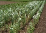 Колокольчик (Кампанула) Молочноцветковый Лактифлора альба